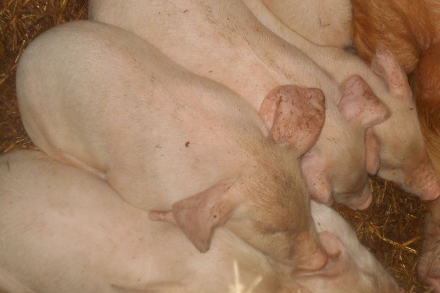 Свинья плюс свинья. Новорожденные поросята. Видеть во сне свинью разделывают. Поросенок фермер из шерсти.